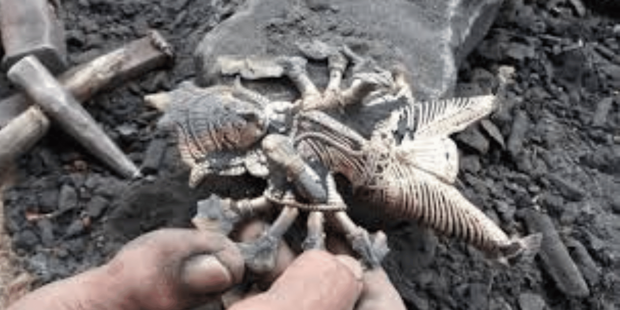 Untitled design - 2026-03-29T125042.111