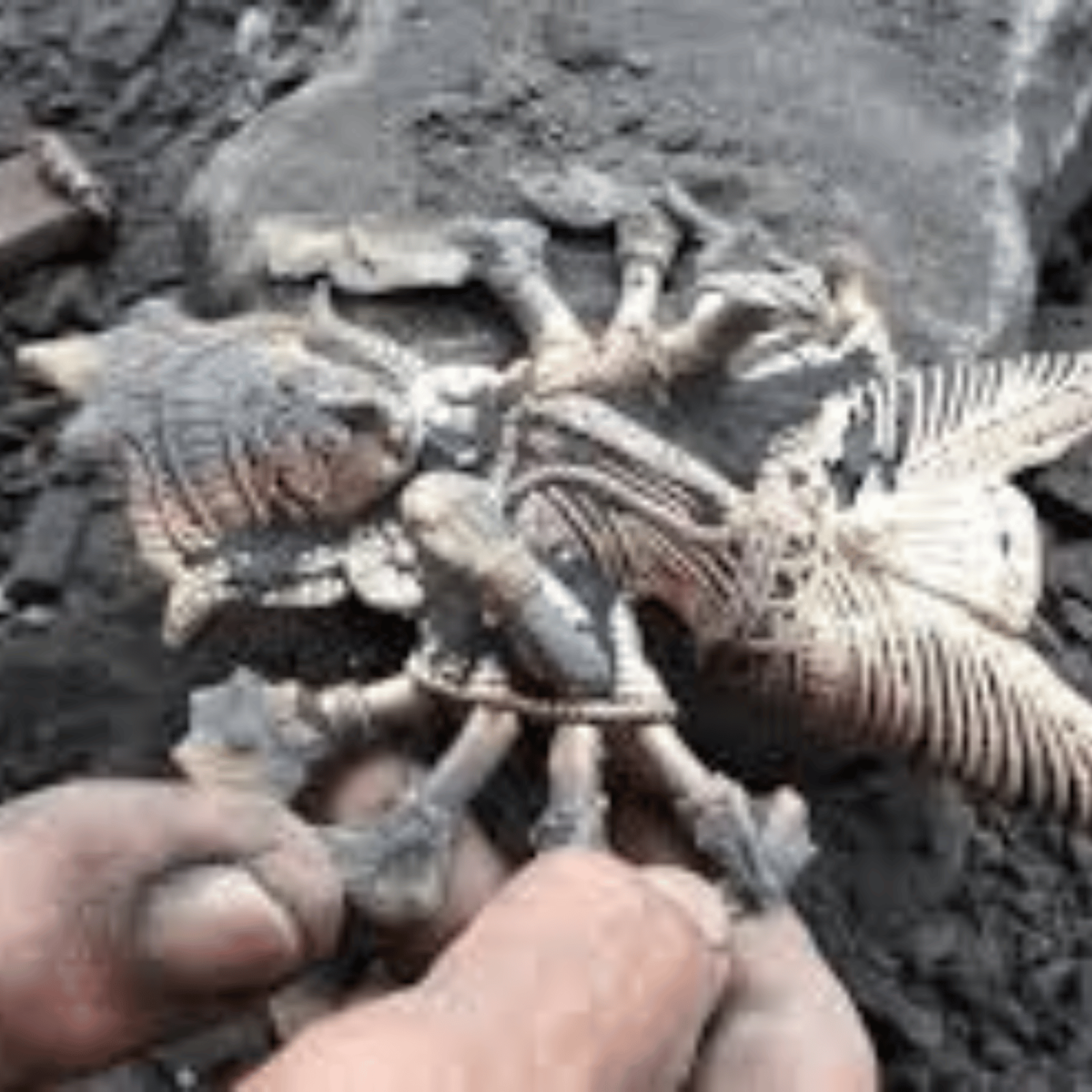 Untitled design - 2026-03-29T171504.392